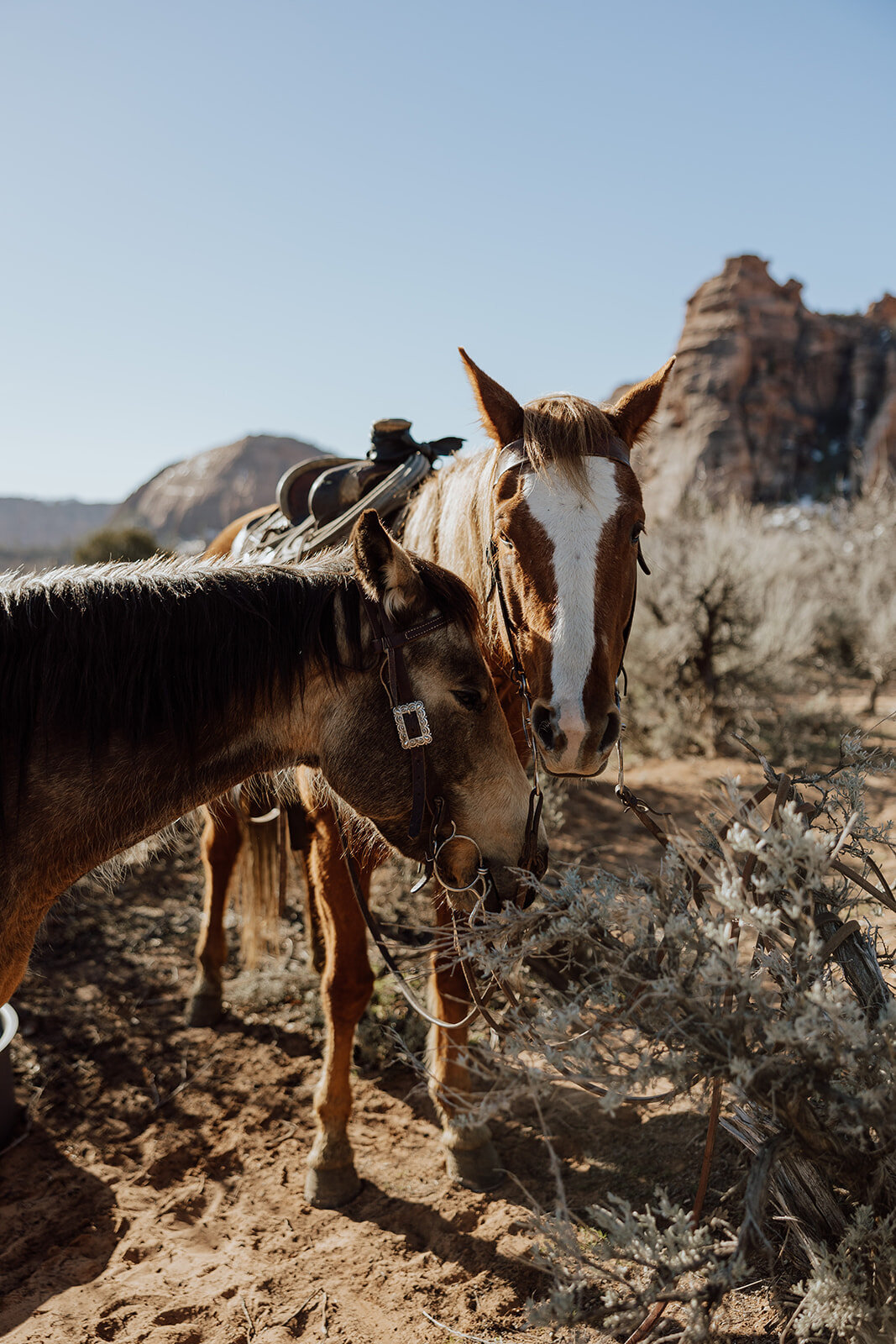 zion-horseback-elopement-215