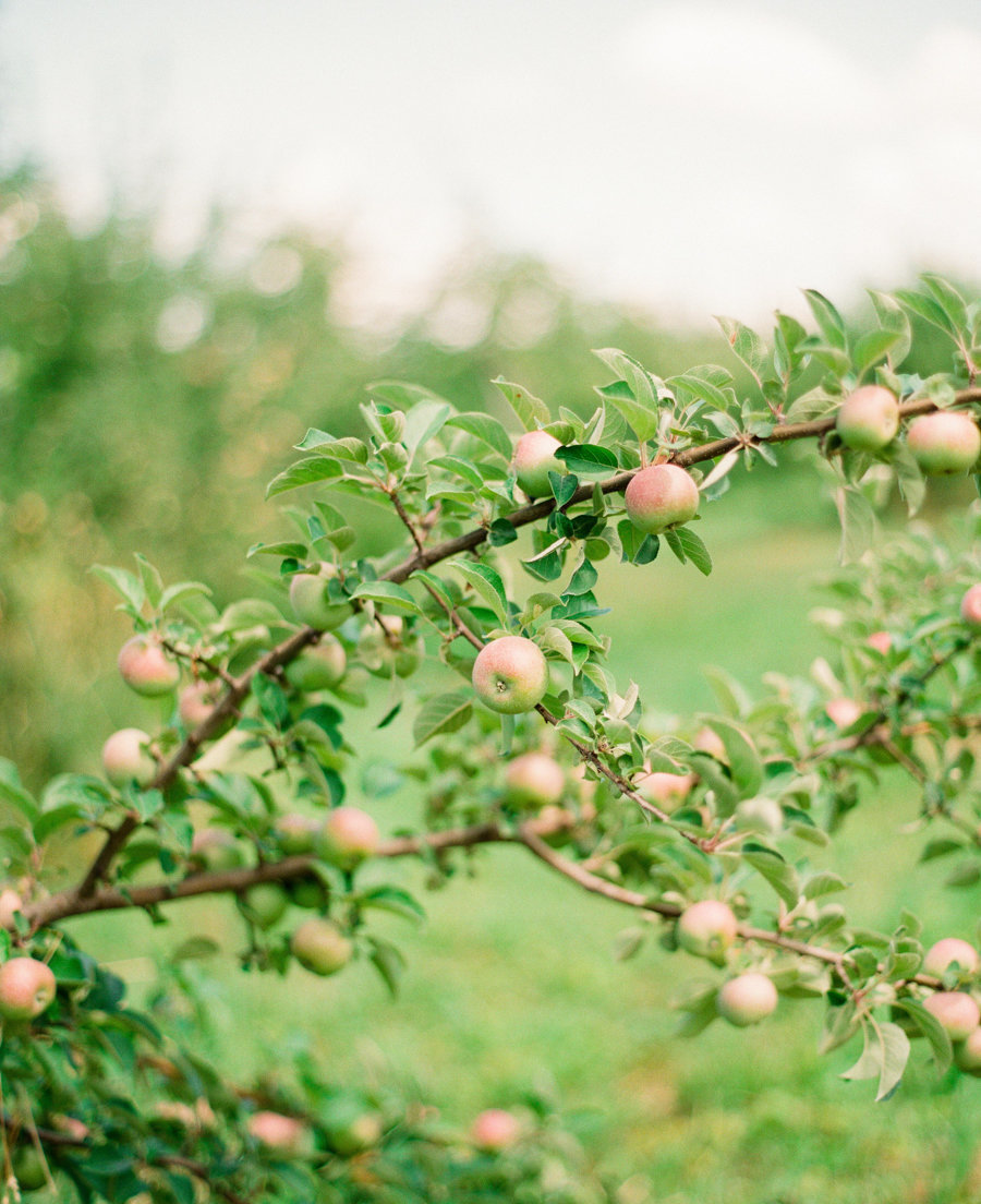 Apple-Orchard-Engagement-Lindsay-Madden-Photography-01