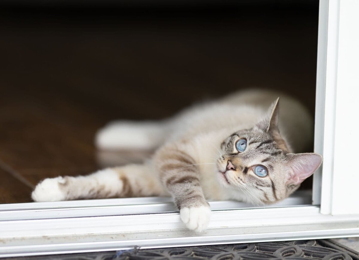 lilla-bordas-portraits-tampa-CAT-photographer1278