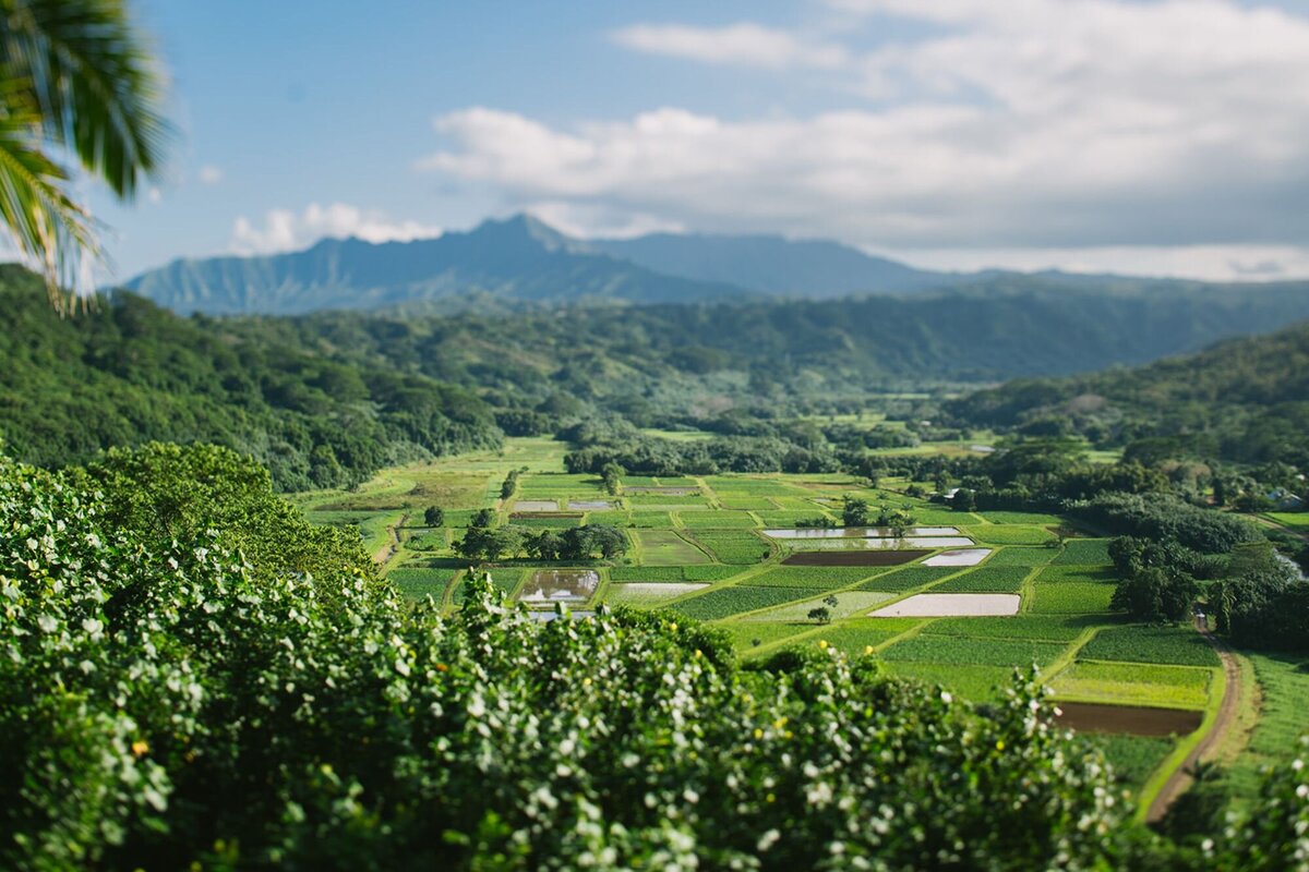 A landscape of a luscious green forest and farming clots in Kauai.