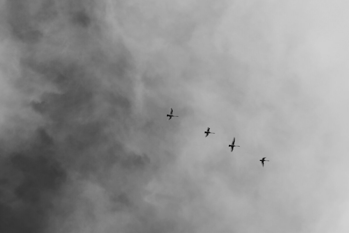 pexels-gru-937766