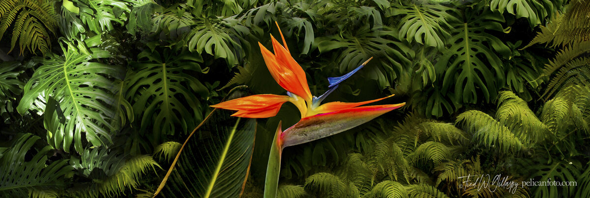 Panorama of Bird of Paradise flower in a Hawaiian Tropical Forest.