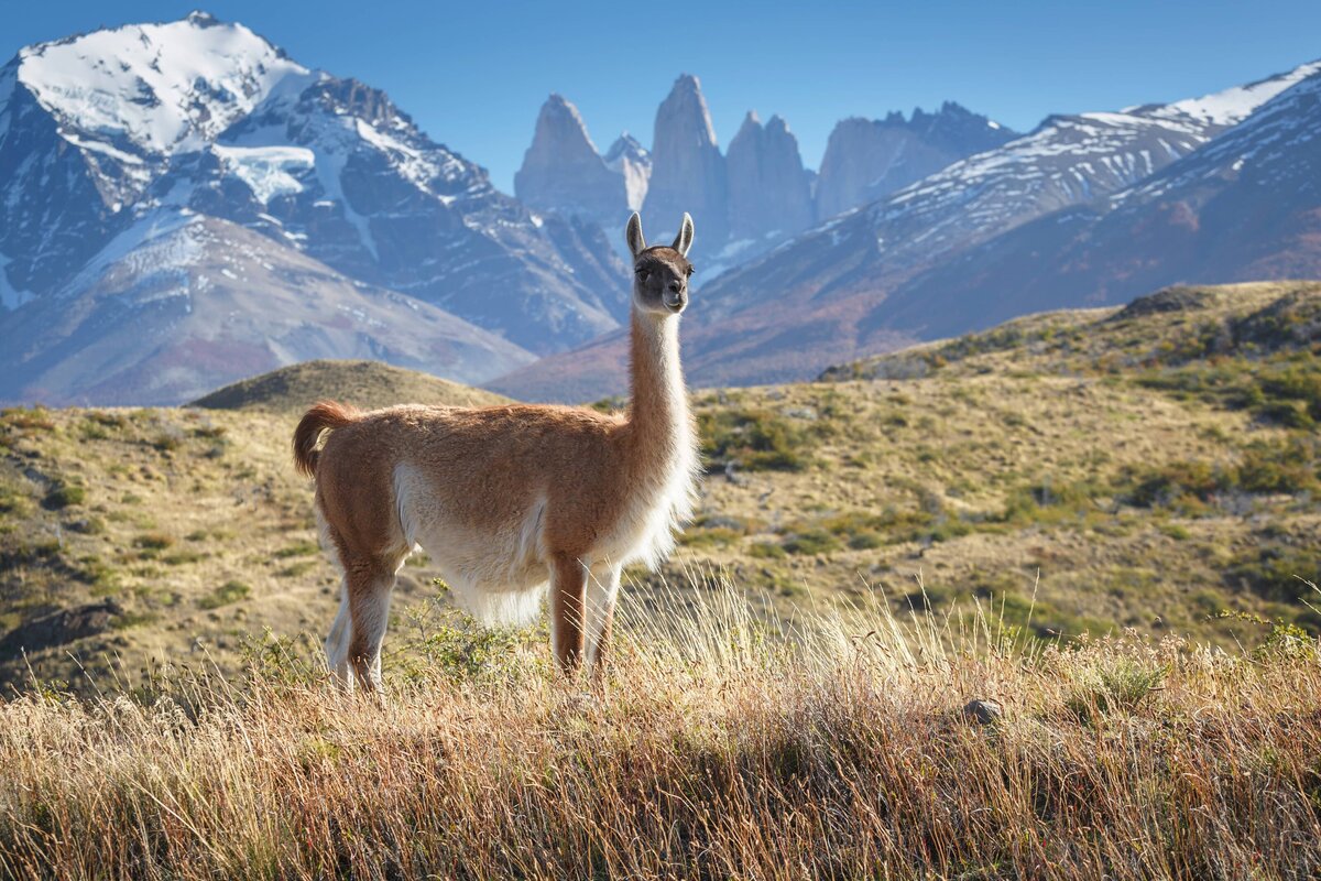 AdobeStock_Torres del Paine Chile LLama (2)