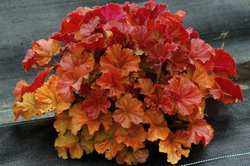 Heuchera-NORTHERN-EXPOSURE-Amber-