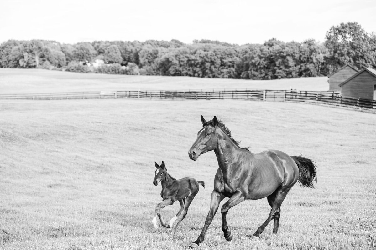 Saratoga-horse-photographer-368