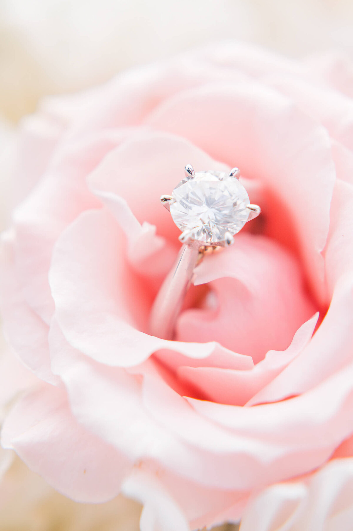 A white diamond engagement ring photographed inside a light pink rose.