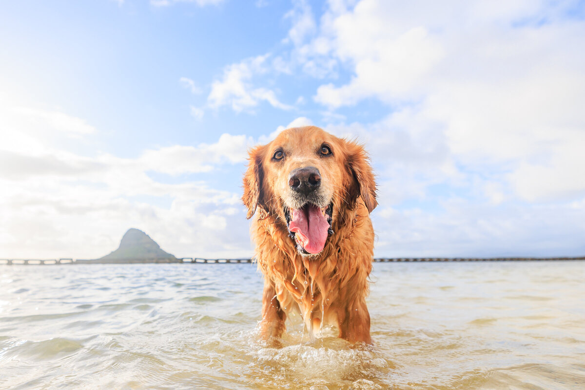 Hawaii Senior Dog Photography-47