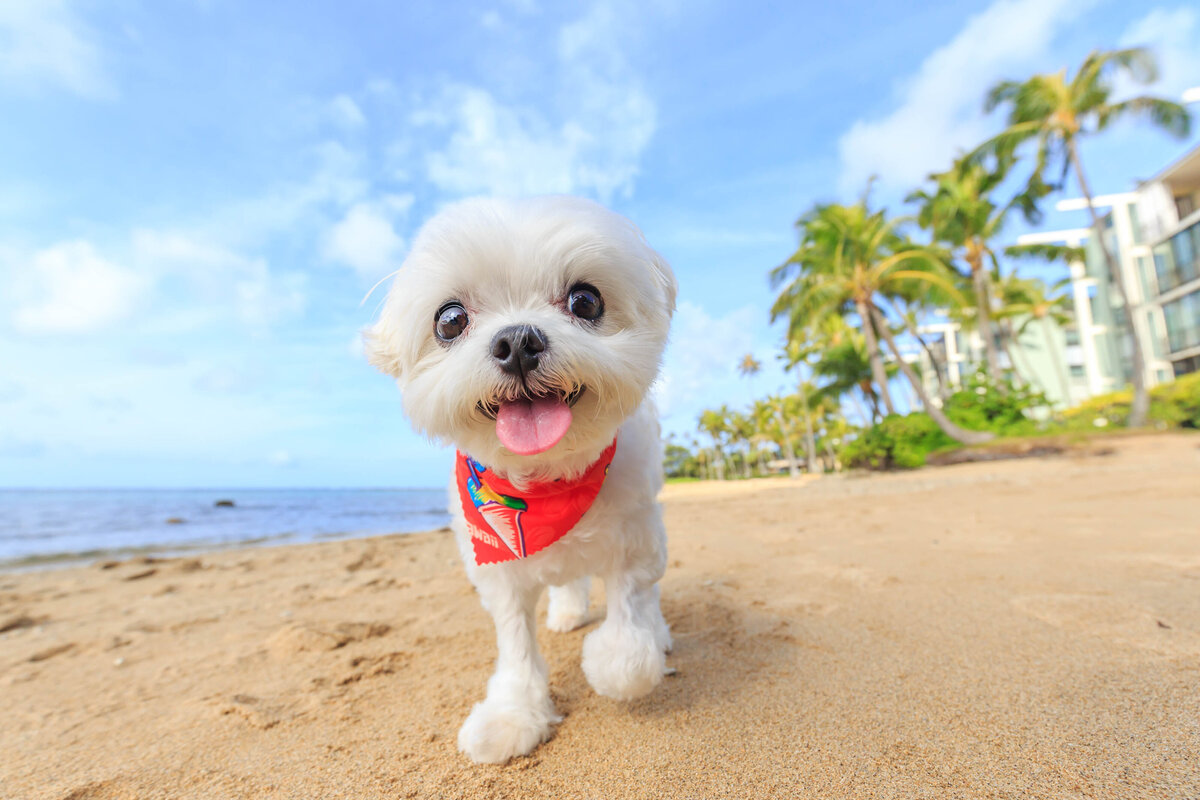 Keri-Nakahashi-Photography-Hawaii-Dog-Photographer-25