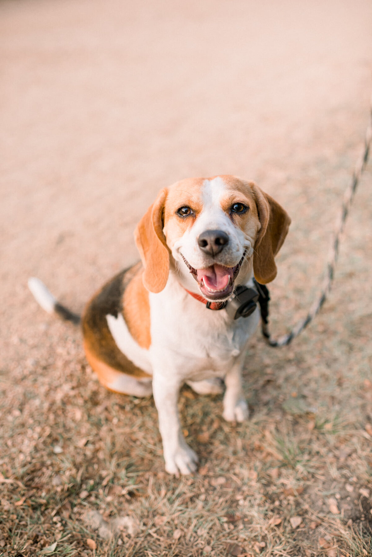 Austin Texas Family photo of puppy at a park.