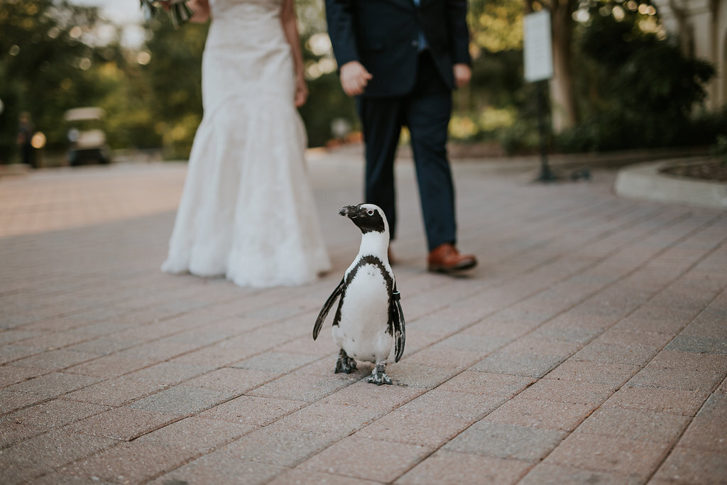 J&A_Maryland_Zoo_Wedding-398