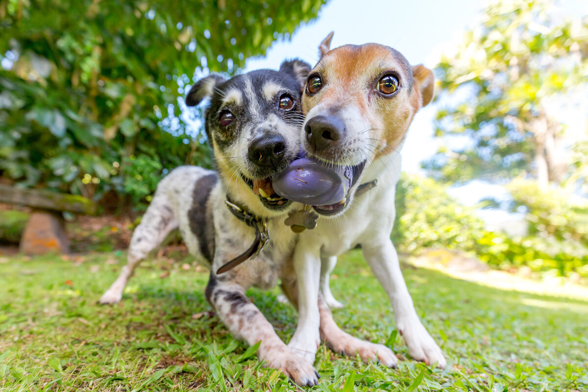 Hawaii Senior Dog Photography-9