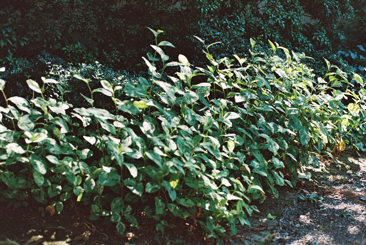Lisa-Blanche-Photography-Lauren&Connor-FILM-35