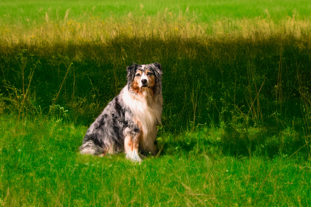 seattle-dog-photogrpaher1