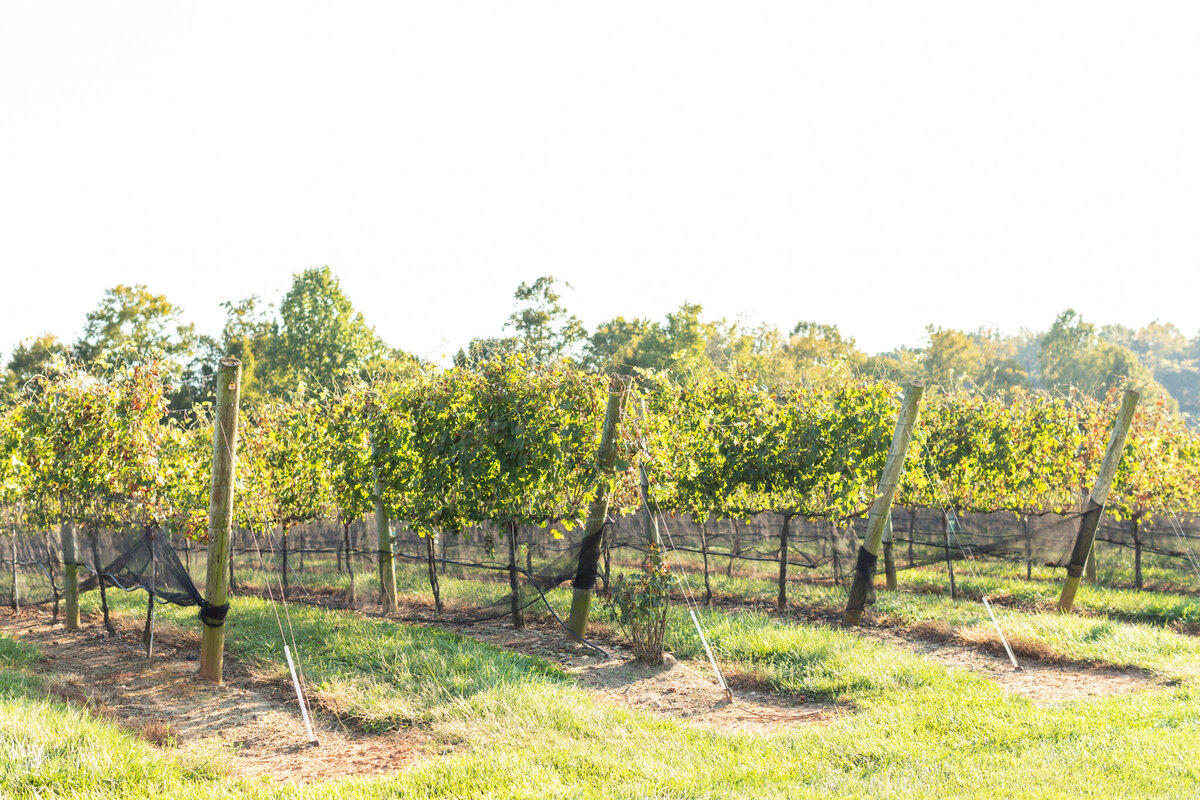 Childress Winery Wedding Photography Lexington NC-21