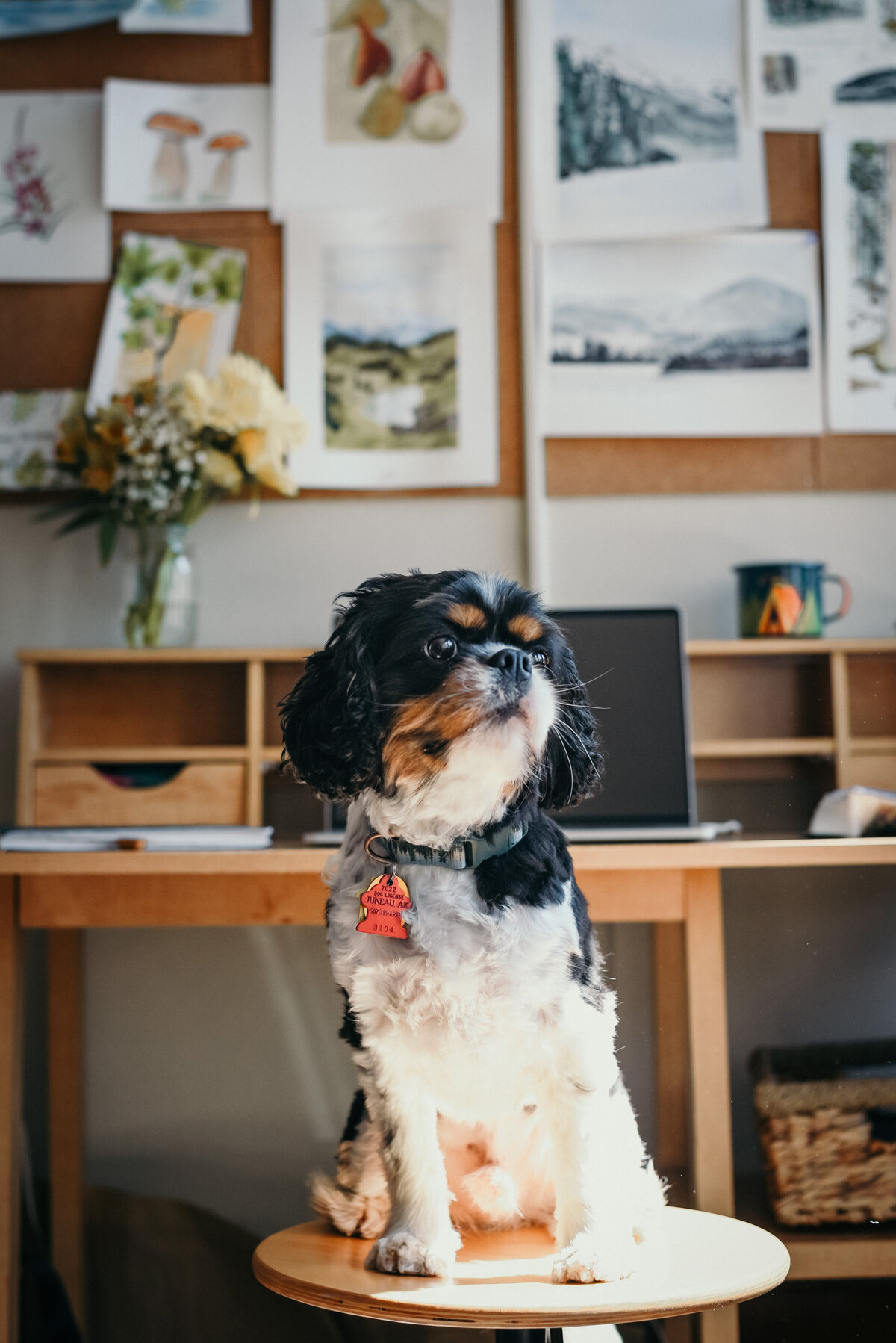 juneau-alaska-branding-liaise-studio-7