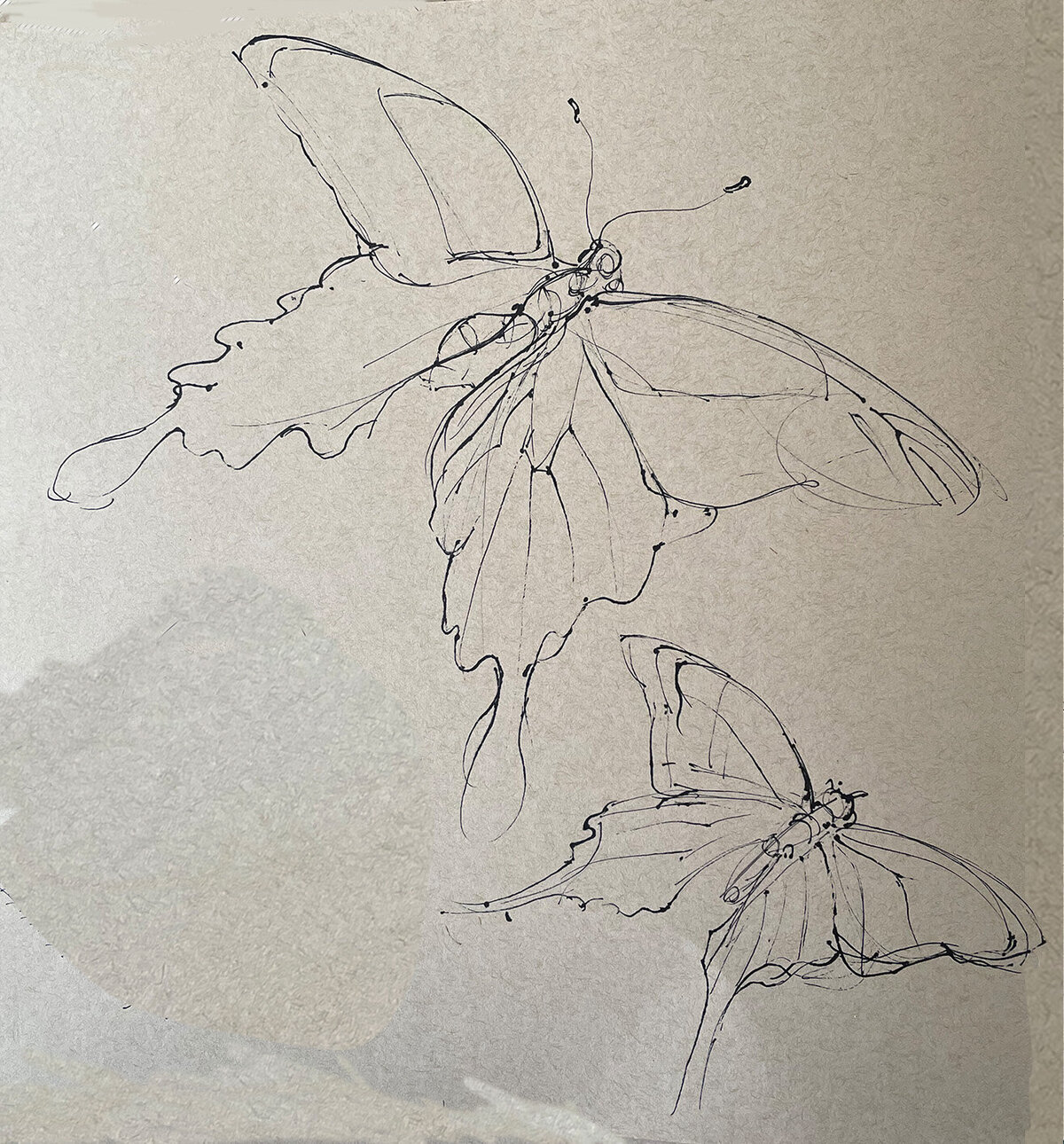 BUTTERFLY