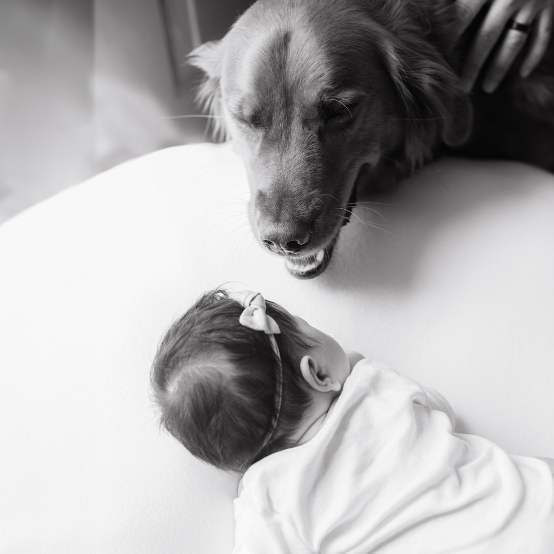 golden retriever looks over newborn baby sister