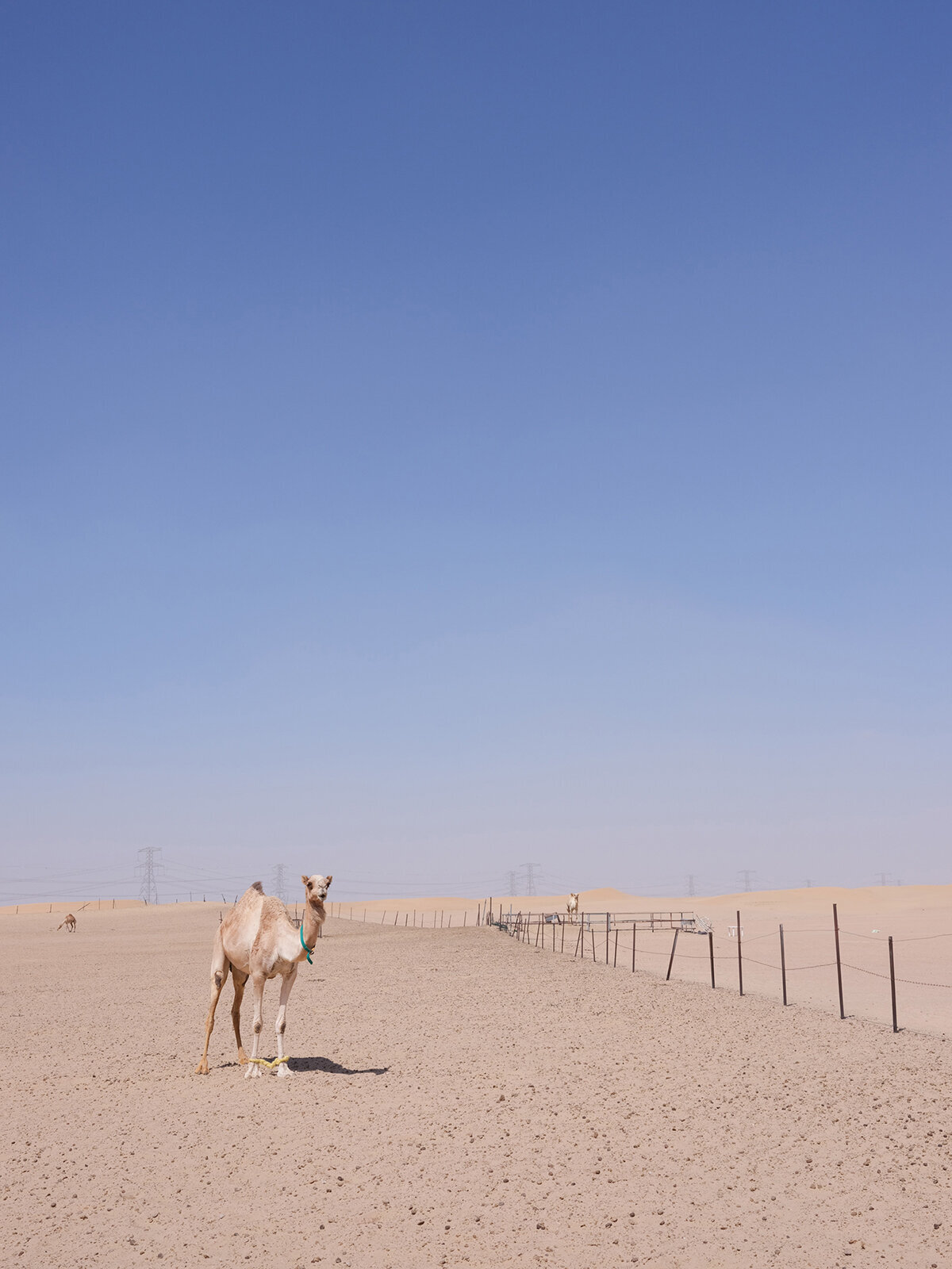 Michelle Norwood Living - Luxury Travel Inspiration - Dubai - elisabricker-5274