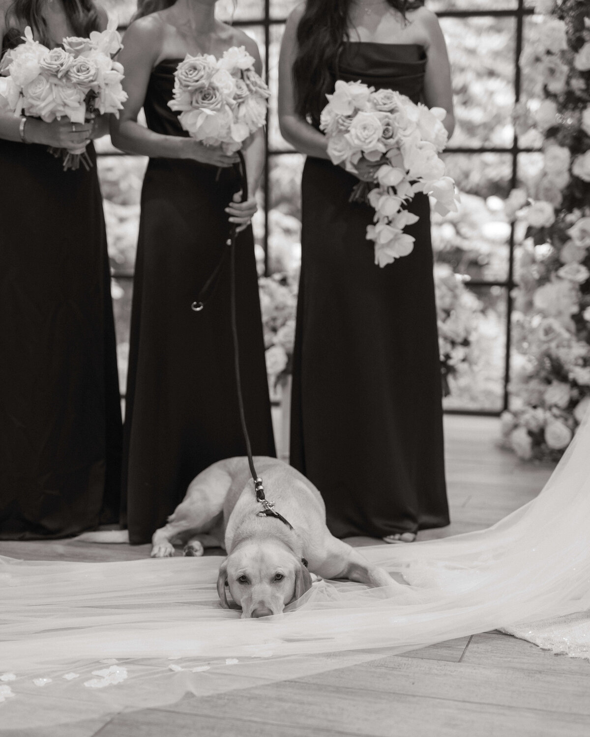 dog-friendly-wedding-ceremony-pet-attendant