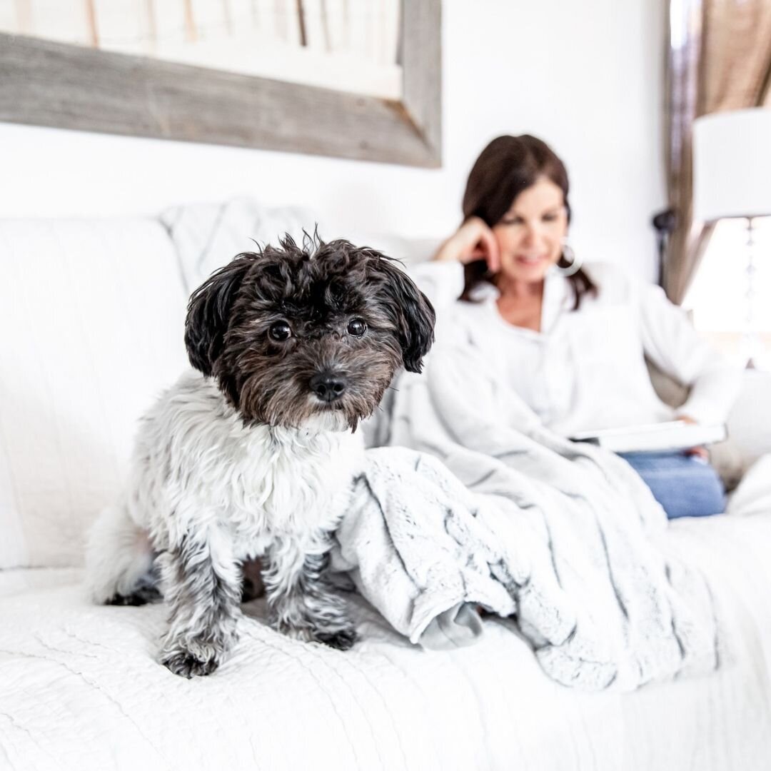 branding-photography-beautiful-woman-puppy-havanese-casual-working