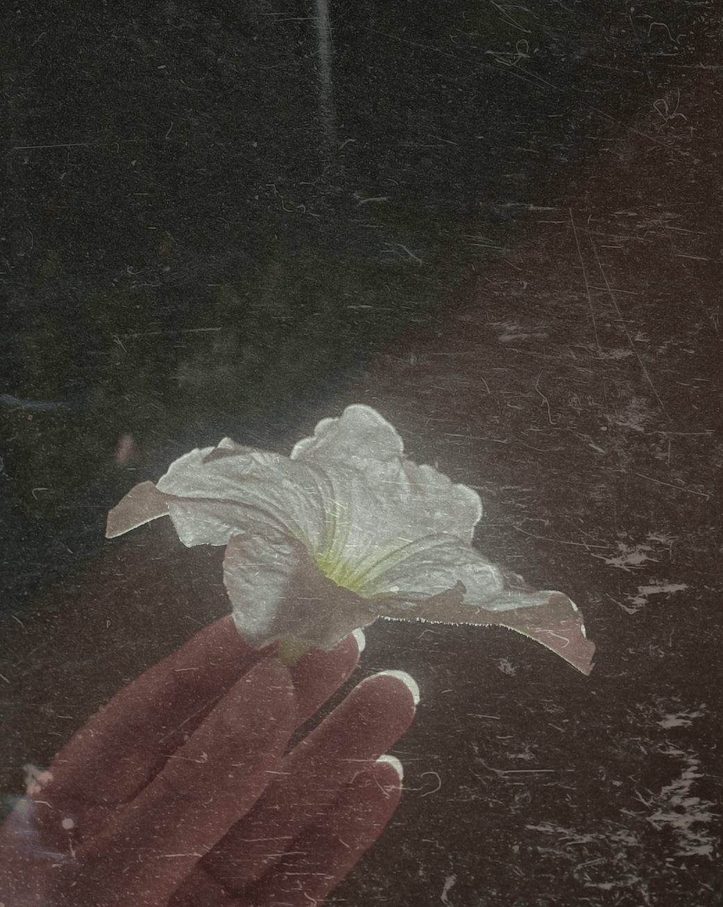 Soft minimal organic film photo graphic of a white flower held by a hand designed by Studio Chan