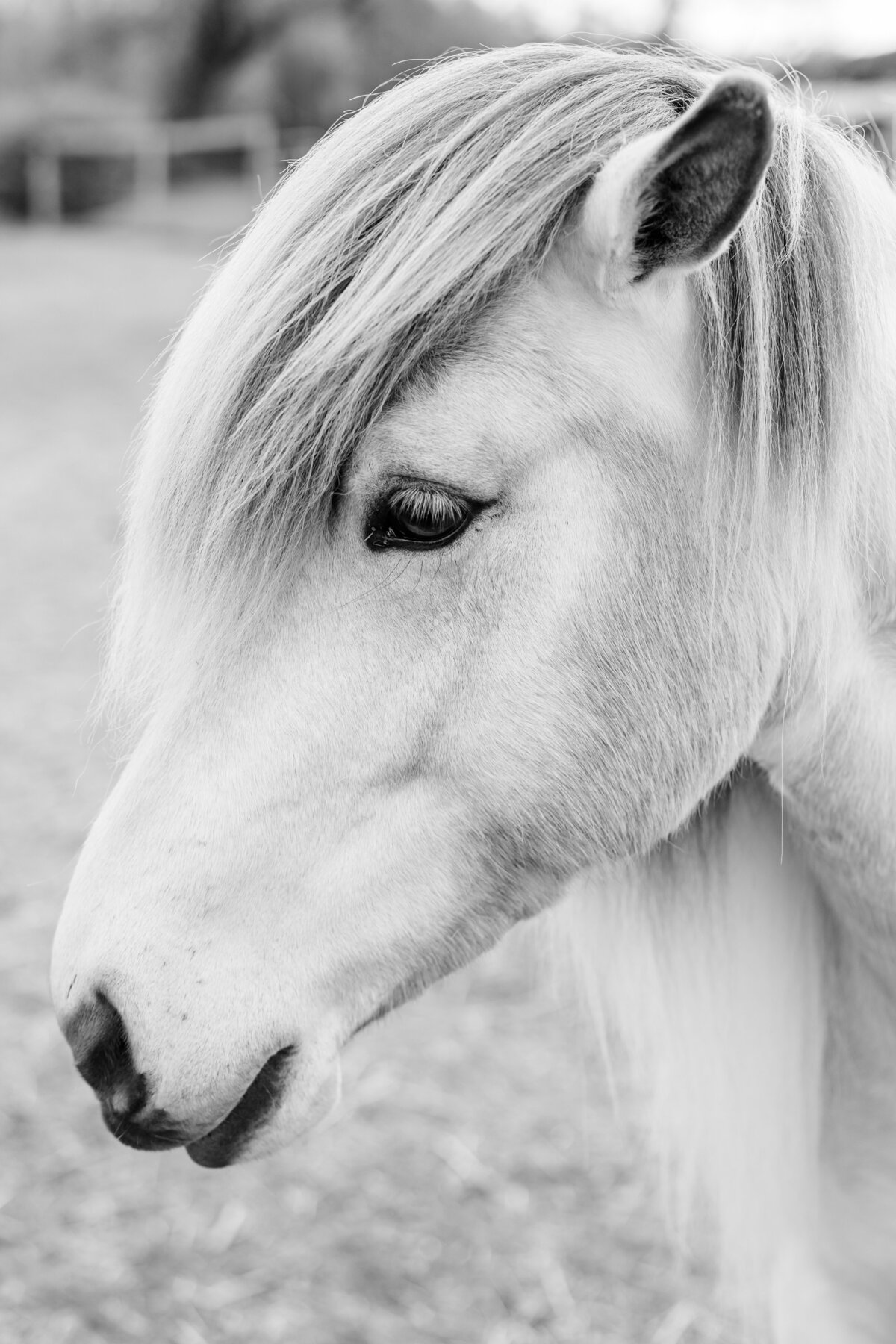 brittany-graf-photography-suzy-graf-jasmine-plane-ct-farm-life-16