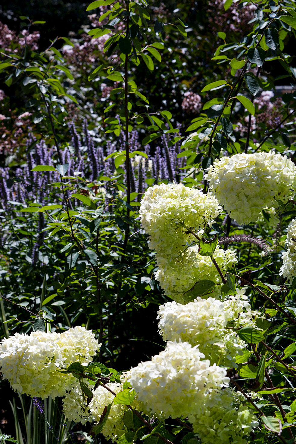 A close-up of fresh white hydrangeas in a beautifully maintained garden.