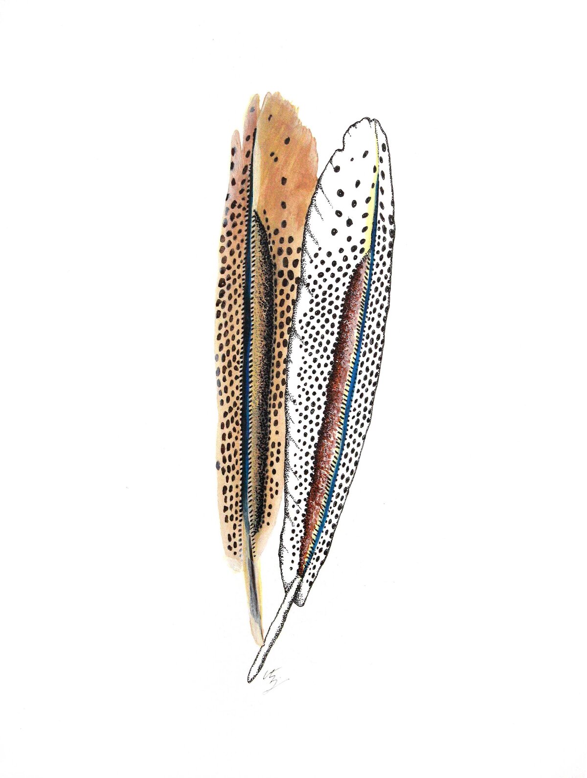 CCC_Murmure_Colaptes Auratus