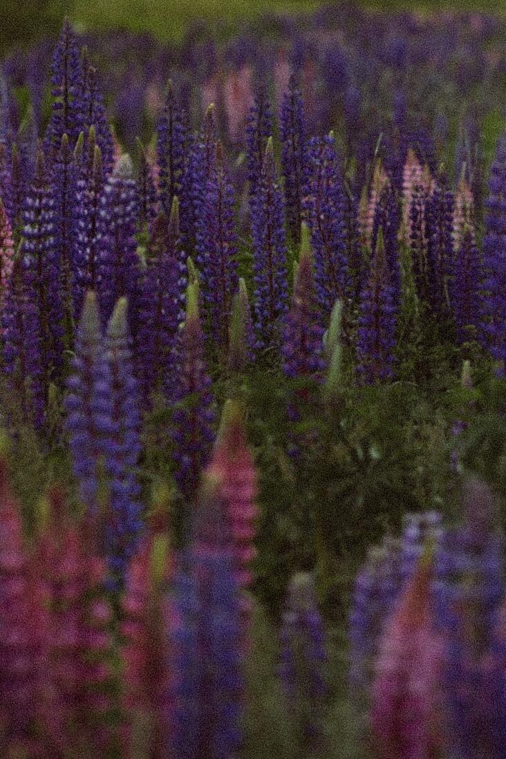 Viewing Lupines in Maine