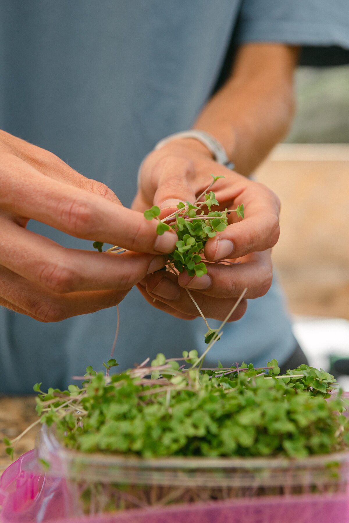 Channel-Islands-Micro-Greens-Local-Farmers-Markets-0028