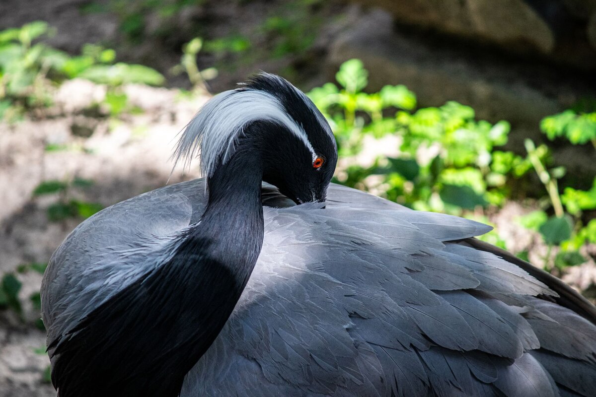 grey-bird-5c7ca580-2500
