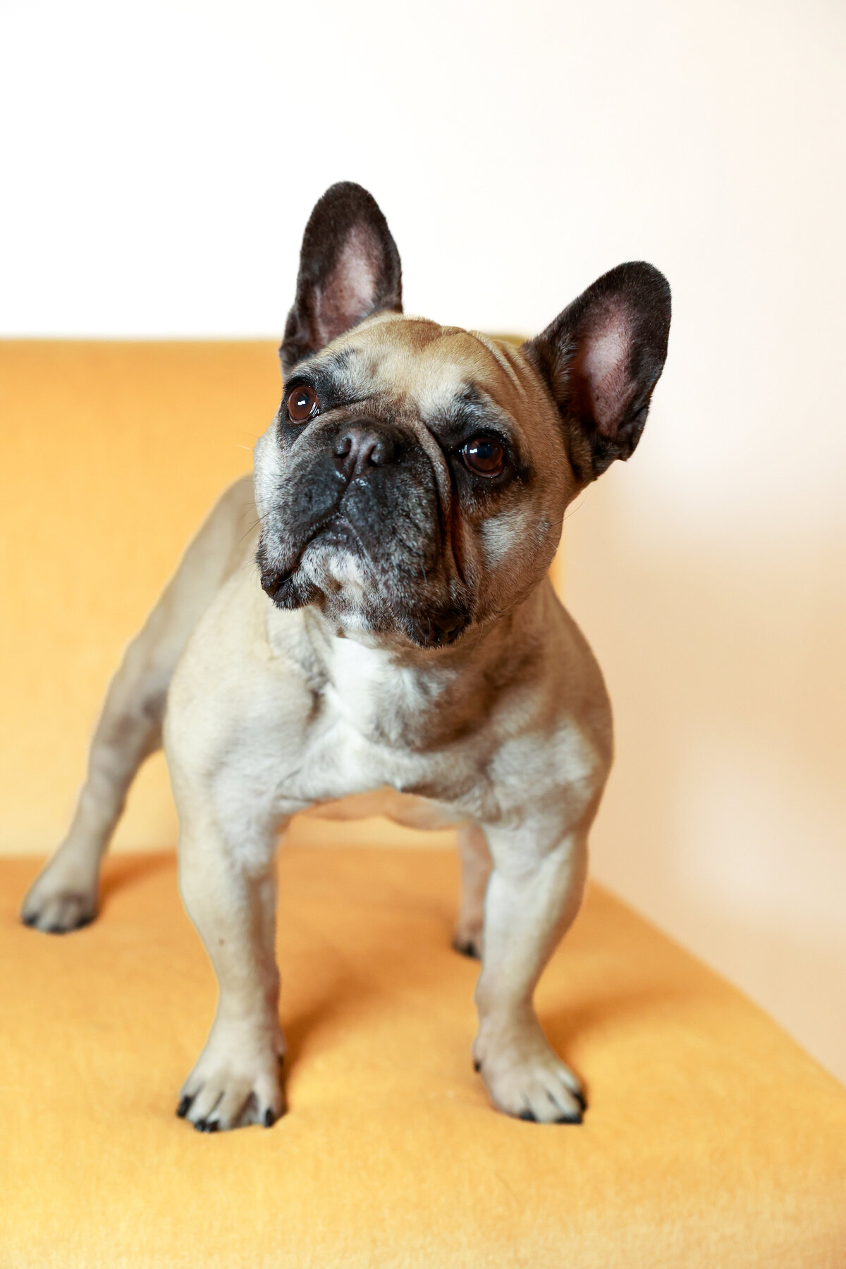 jenmadigan-pets-7