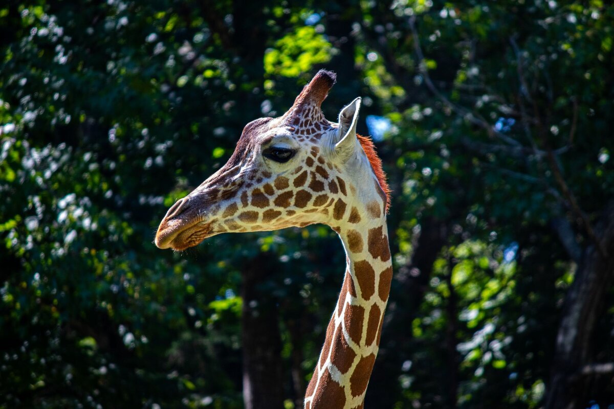 Giraffe_Head_Turned-6025fd4f-2500