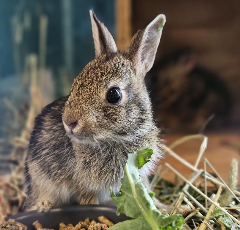 juvenile eastern cottontail