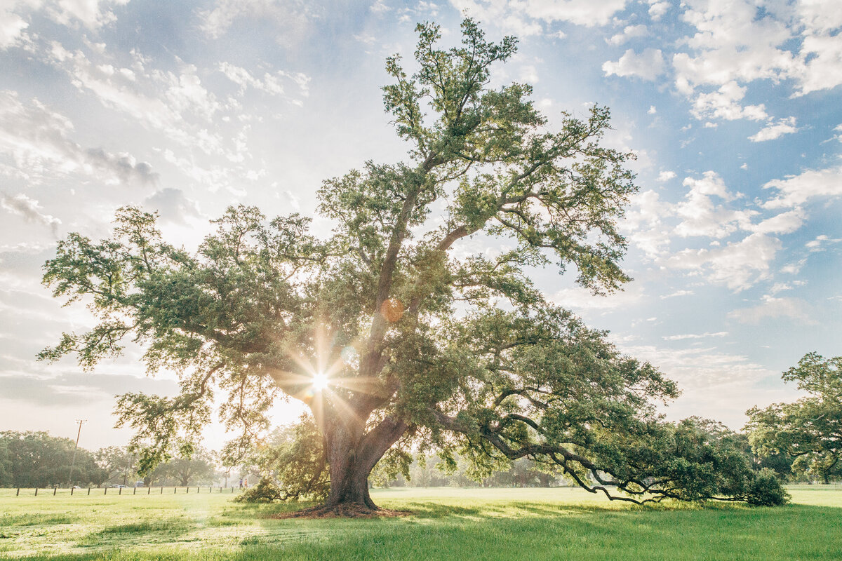 New Orleans Park Conservancy