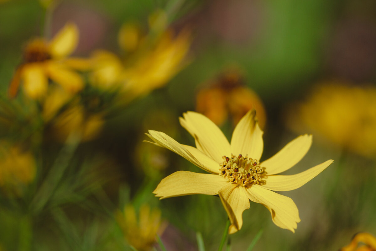 helianthus_8851_C1