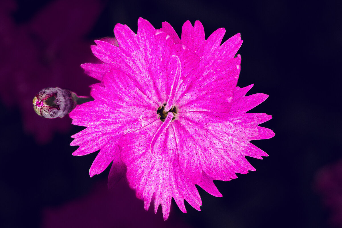 dianthus_1318