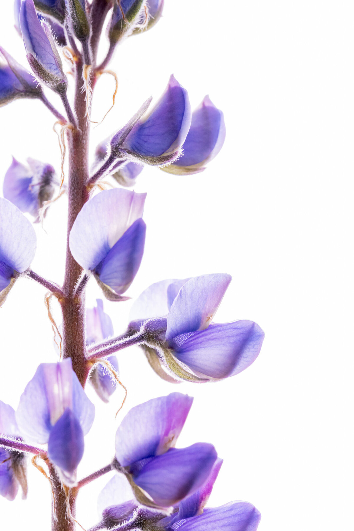 Purple lupine Montana wildflower with white background, Crazy Canyon, Missoula