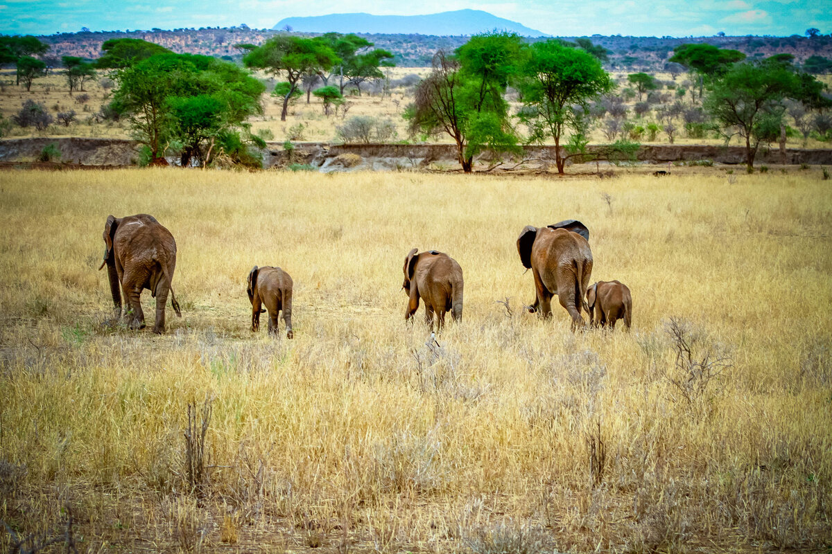 Africa2011-20111014Africa2011-20111014IMG_9339109810851085