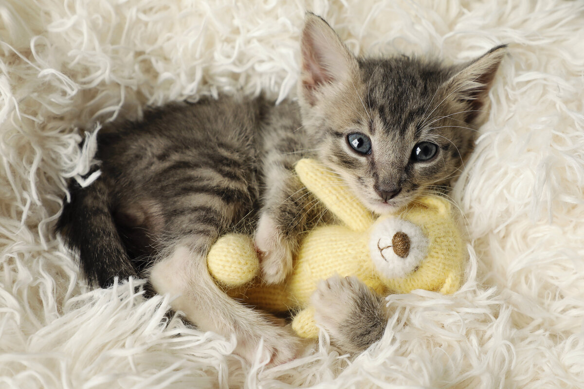 Farm Kittens 31