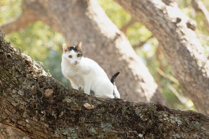 lilla-bordas-portraits-tampa-CAT-photographer1203