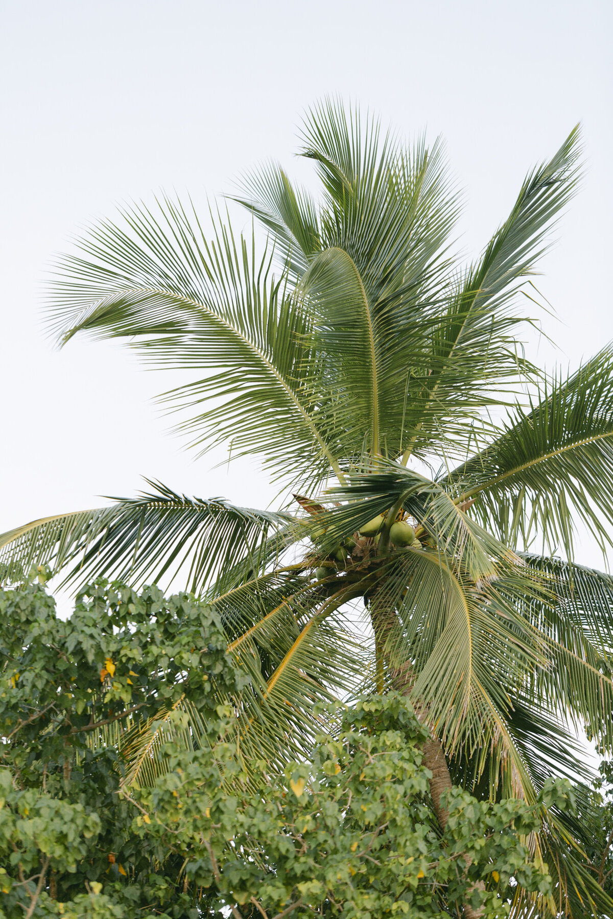 PERRUCCIPHOTO_ST_THOMAS_VIRIGIN_ISLAND_WEDDING_17