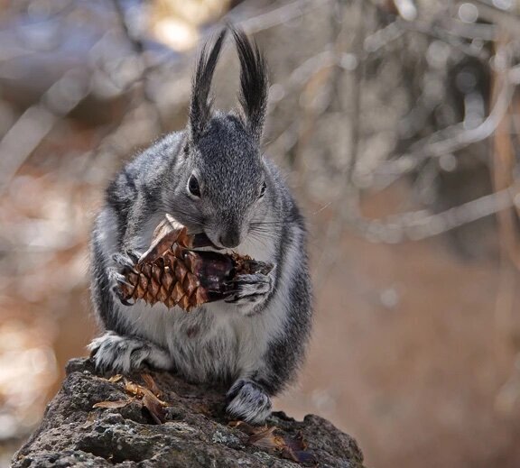 abert squirrel eats 