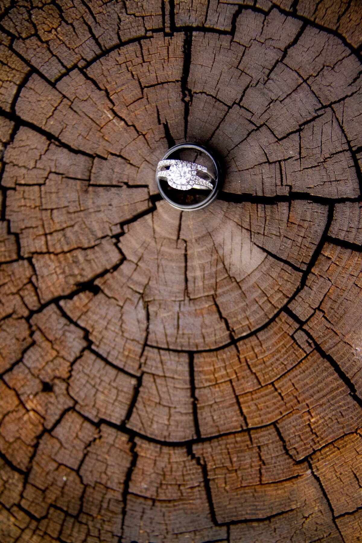 halo-wedding-ring-wood-stump