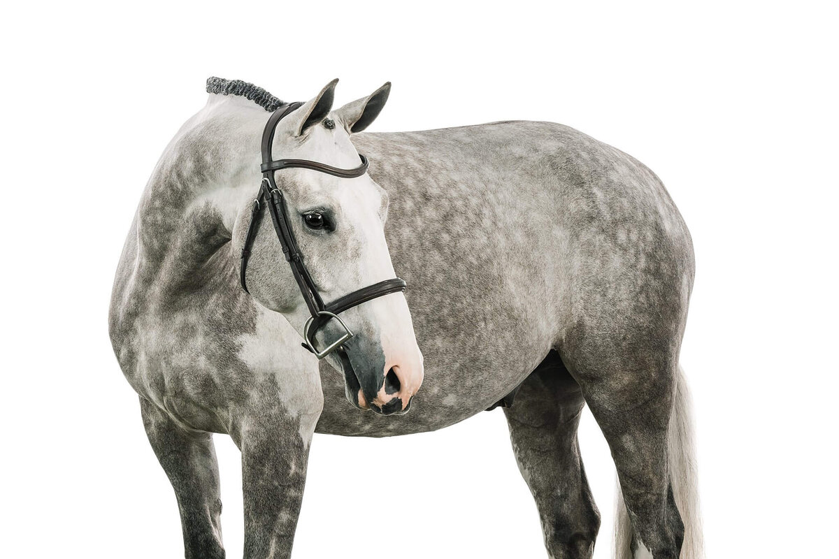 equine-white-background-pictures2024-10-04 at 10.06.57 PM