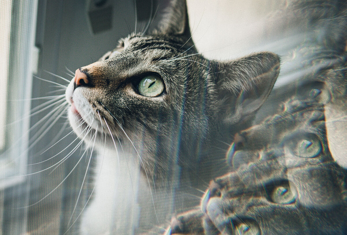 Family-Pet-Lifestyle-Photographer-Lake-Geneva-Krop-Kreative