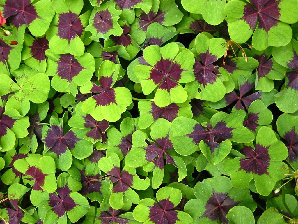 20101020103745_oxalis_deppei4