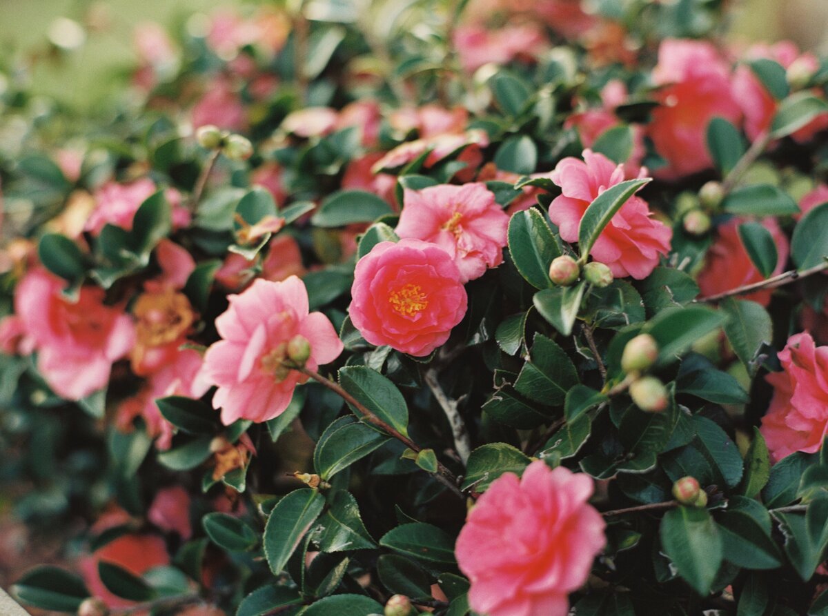 Vibrant camellia bush in full bloom, captured in stunning detail on film by Morgan Alysse, Louisiana film photographer.