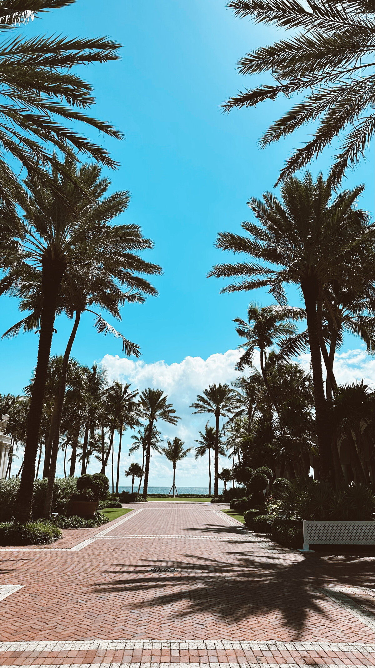 PALM TREES BREAKERS
