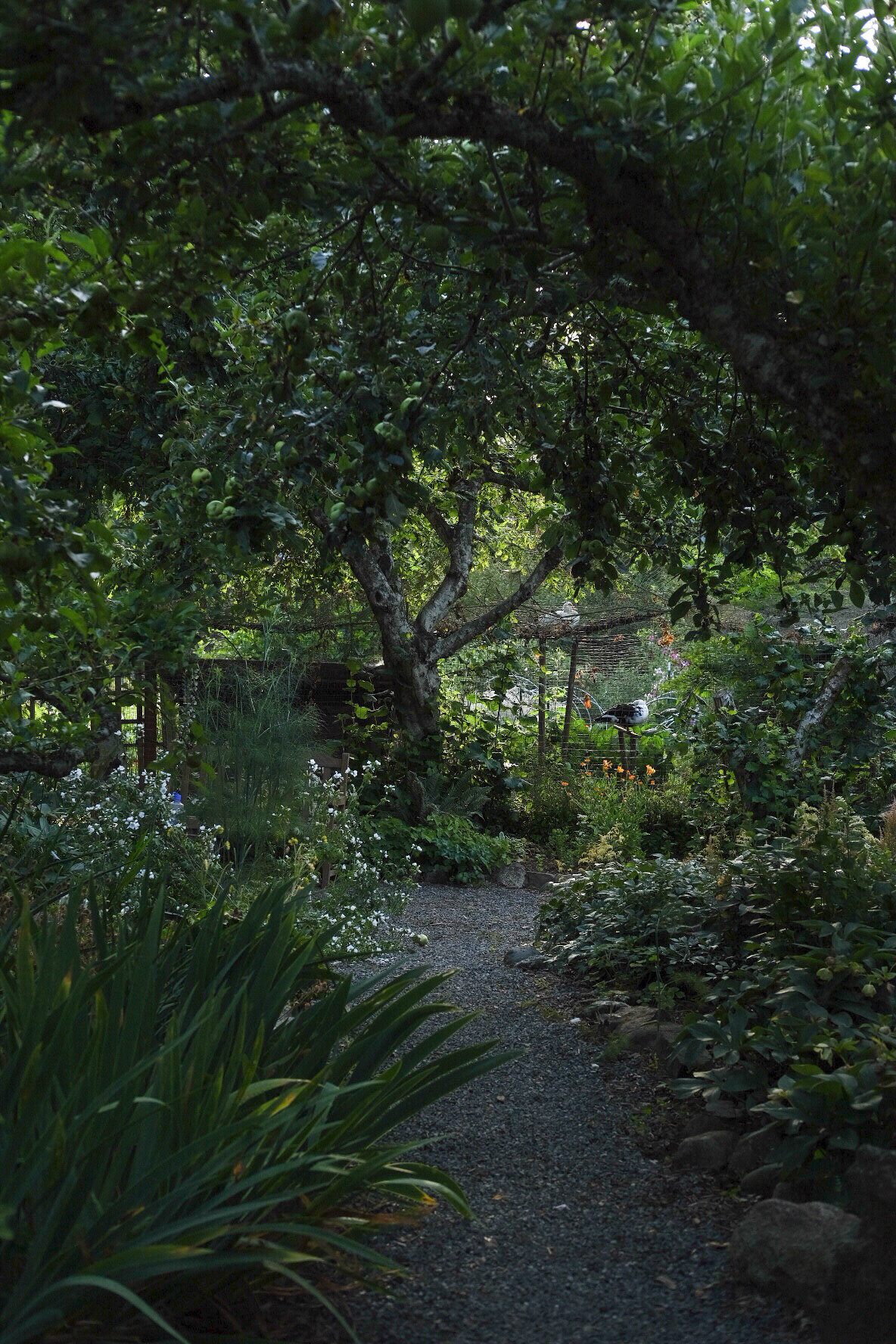 07.18.25 YNagumo - garden view - ducks